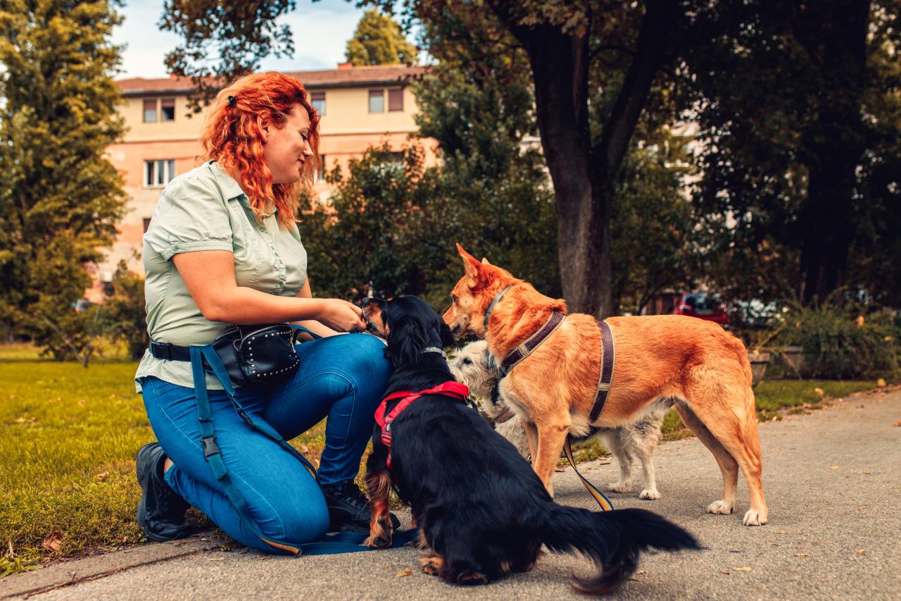 Pet sitter porta a passeggio un cane